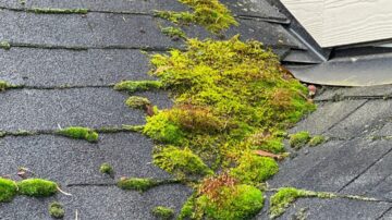 Roof Cleaning Moss Treatment